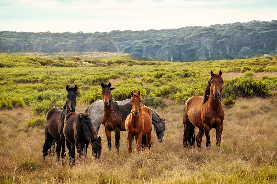 Wild Mustang: The Spirit of Untamed Freedom (Image Credits: Unsplash)