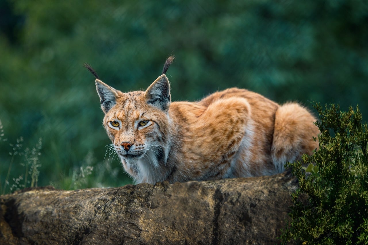 Bobcat: The Stealthy Strategist (Image Credits: Pixabay)