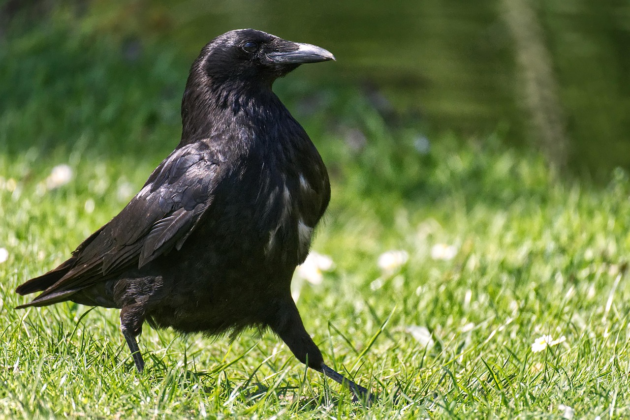 Raven: The Messenger of Ancient Wisdom (Image Credits: Pixabay)