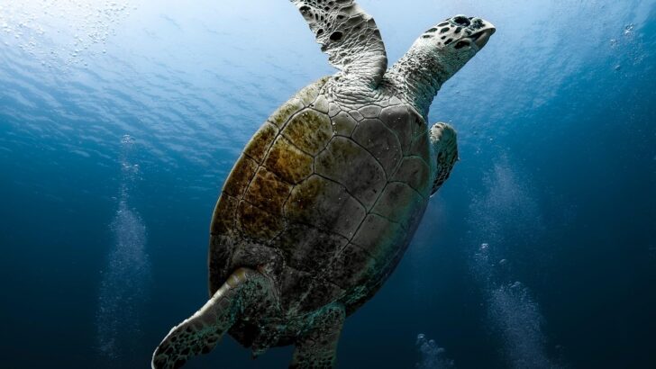43% of Freshwater Megafauna Now Relocated Far from Native Waters, New Study Finds