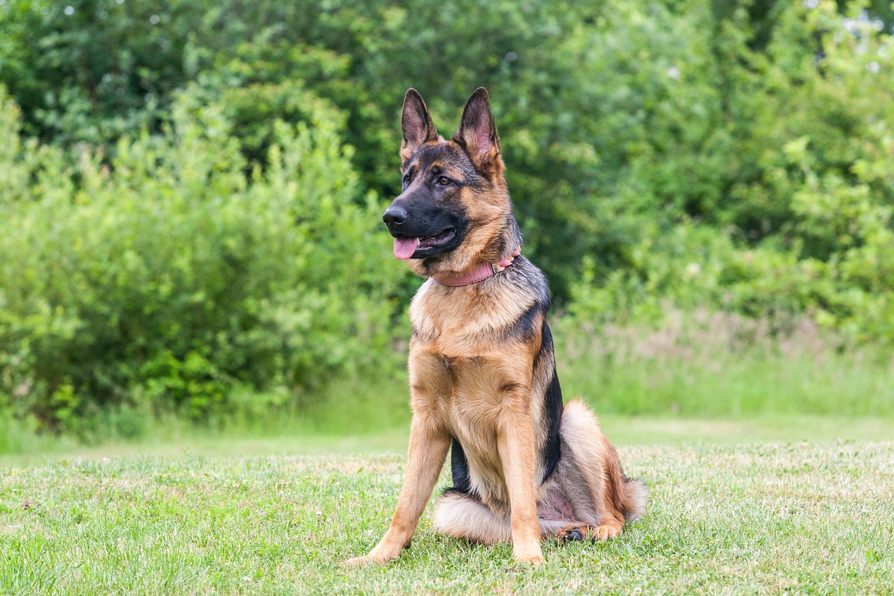 January Babies: The Dragon Energy Leaders Need Loyal Companions (Image Credits: Pixabay)