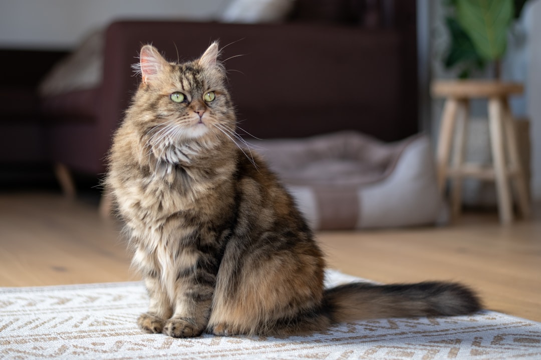 February Hearts: Free Spirits Find Joy in Independent Companions (Image Credits: Unsplash)
