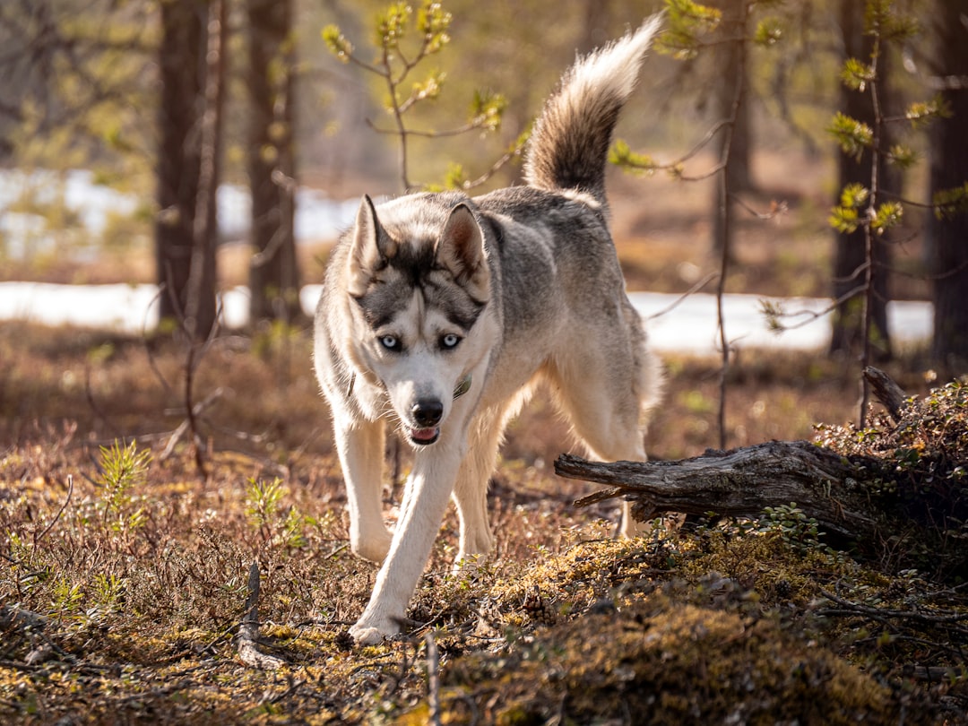 July Journeyers: Cheerful Adventurers Match With Spirited Sidekicks (Image Credits: Unsplash)