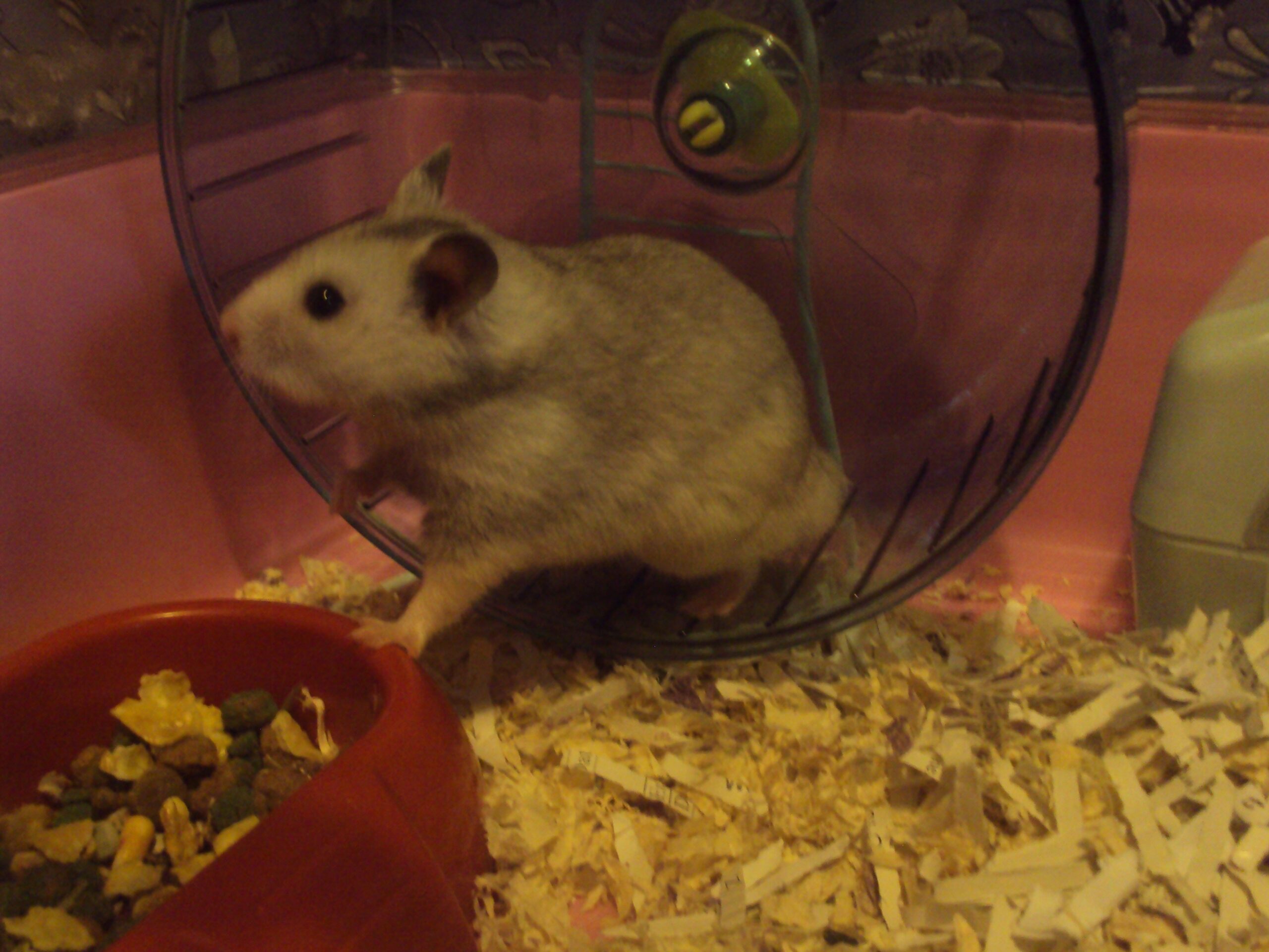 September Scholars: Organized Geniuses Connect With Intelligent Breeds (Image Credits: Wikimedia)