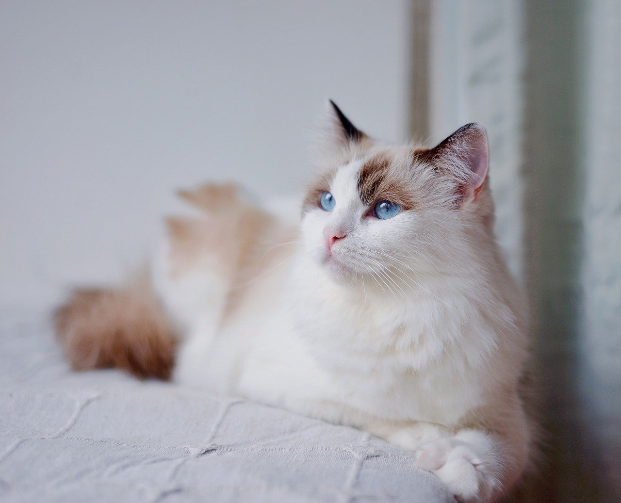 October Optimizers: Harmony Seekers Need Balanced Beauties (Image Credits: Pixabay)