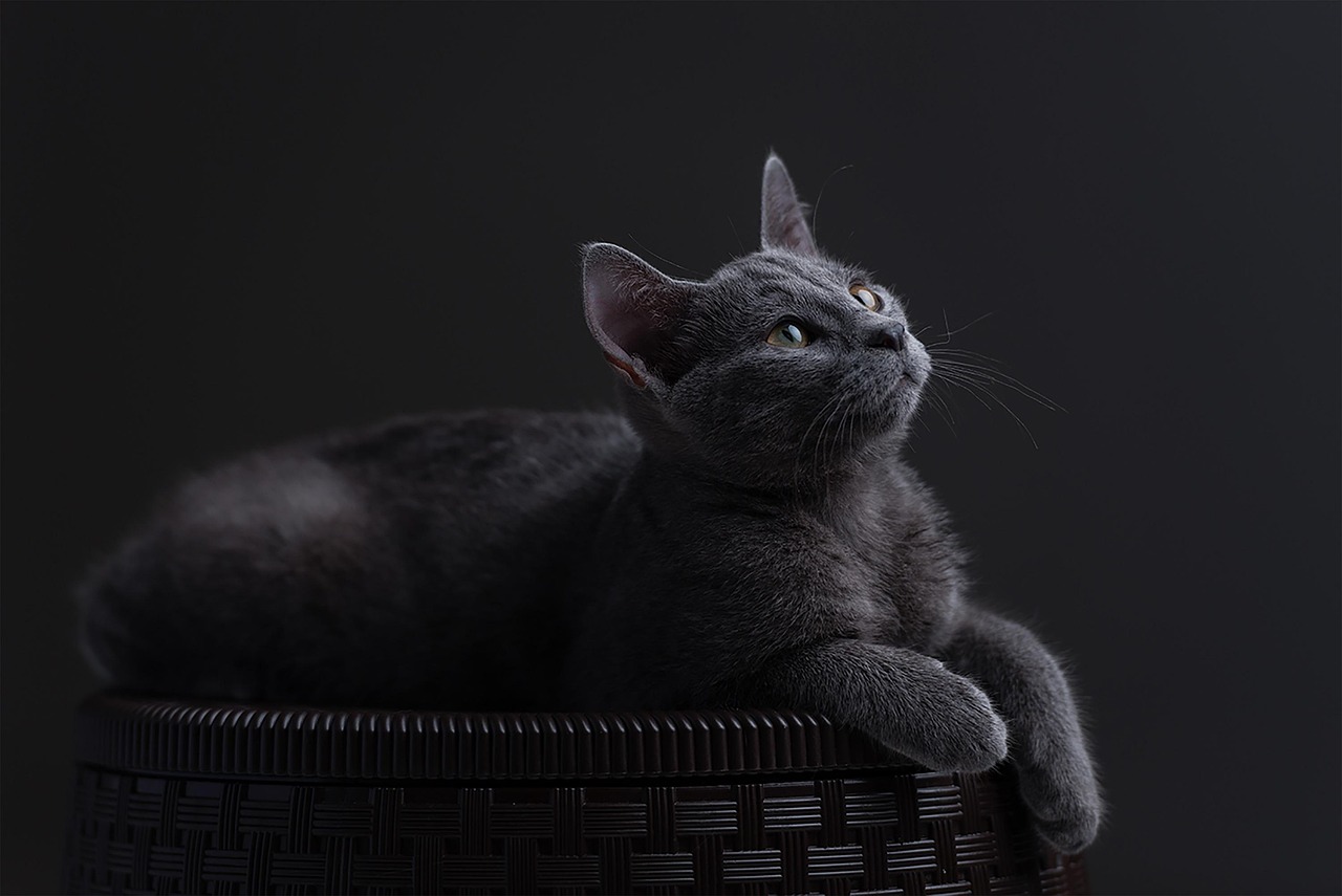 November Navigators: Mysterious Depth Calls for Intuitive Companions (Image Credits: Pixabay)