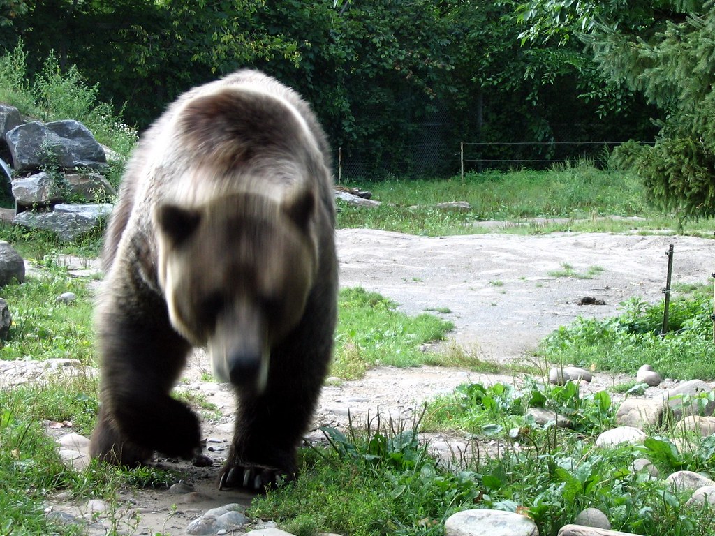 Aries - The Grizzly Bear's Fearless Charge (Image Credits: Flickr)
