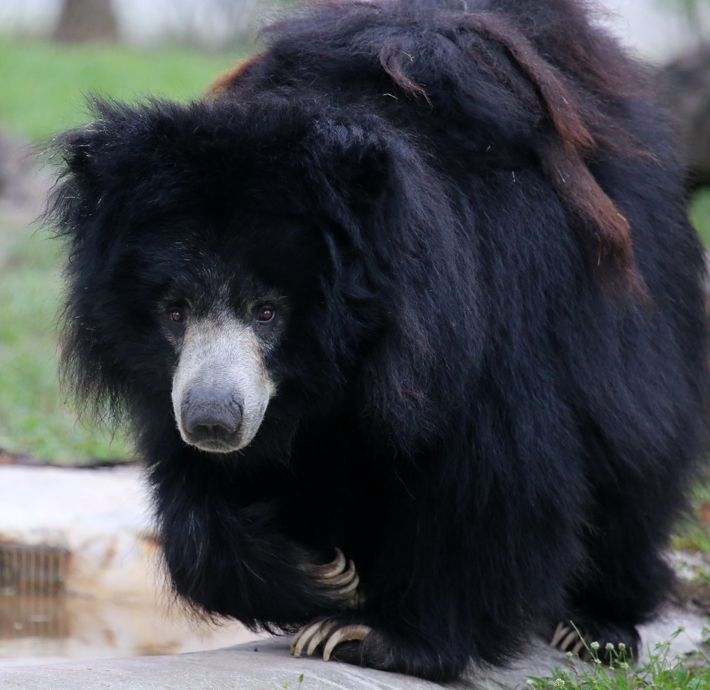 Scorpio - The Intense Asiatic Black Bear's Hidden Power (Image Credits: Flickr)