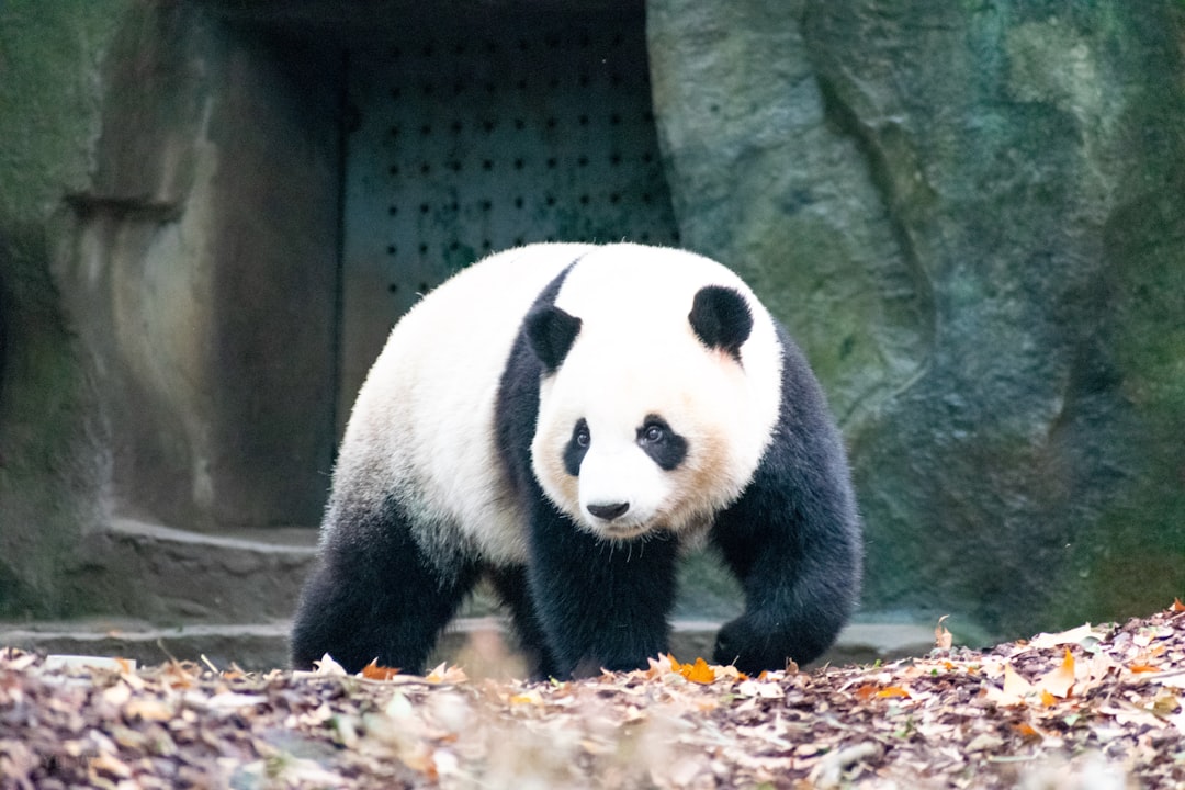 Sagittarius - The Adventurous Giant Panda's Philosophical Nature (Image Credits: Unsplash)
