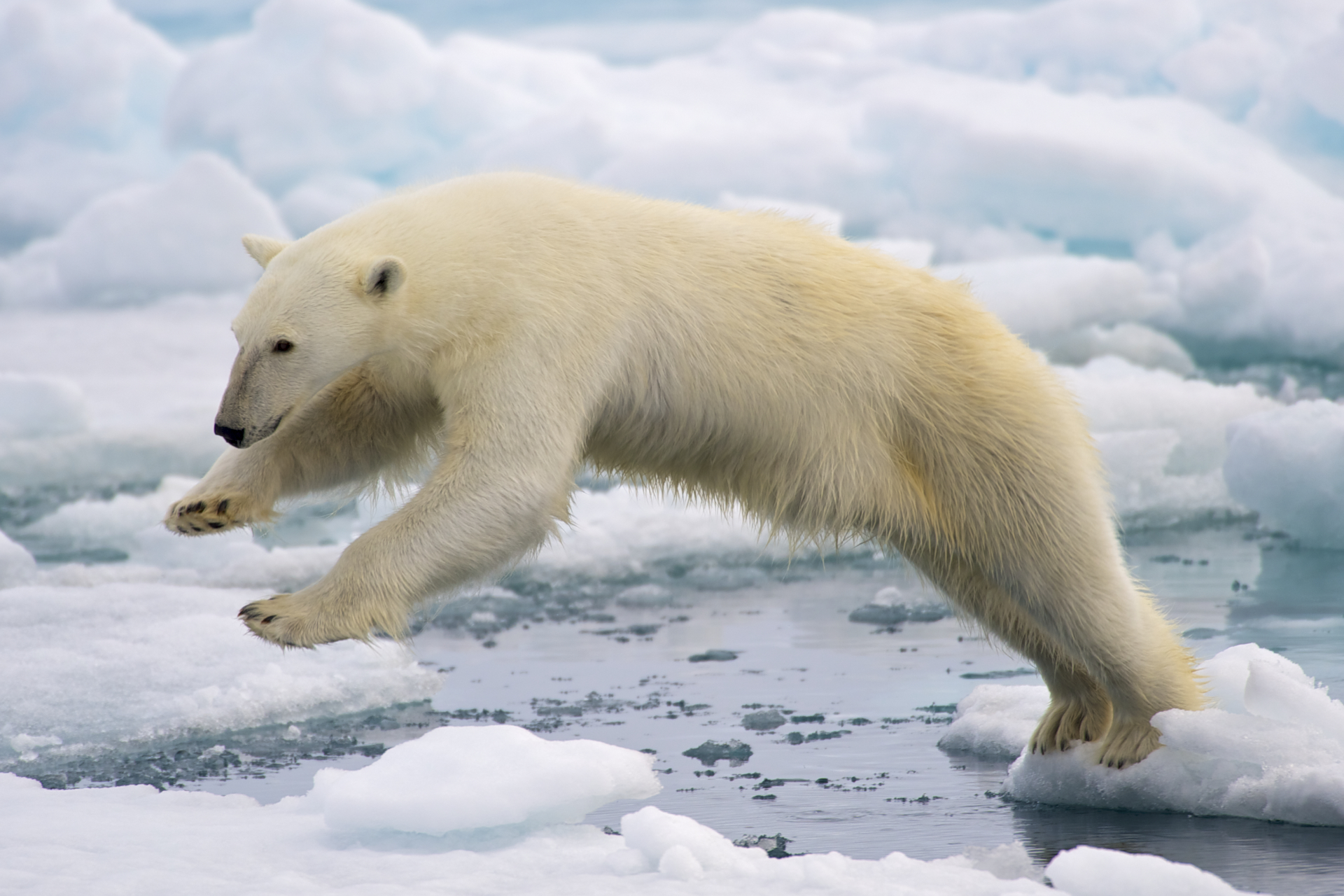 Capricorn - The Resilient Polar Bear's Determined Survival (Image Credits: Wikimedia)