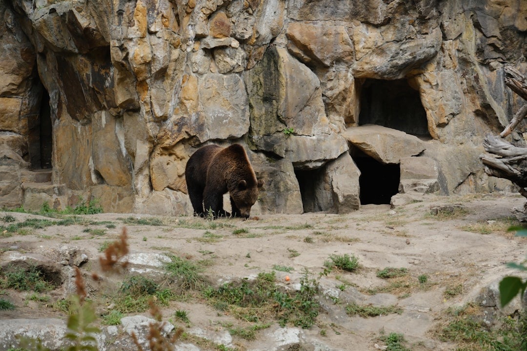 Aquarius - The Innovative Cave Bear's Visionary Spirit (Image Credits: Unsplash)
