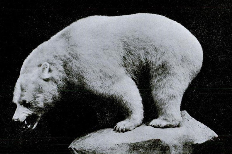 Pisces - The Intuitive Kermode Bear's Spiritual Connection (Image Credits: Wikimedia)