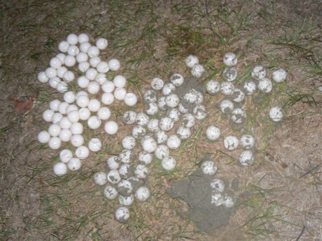 Egg Poaching: Stealing the Future (Image Credits: Flickr)