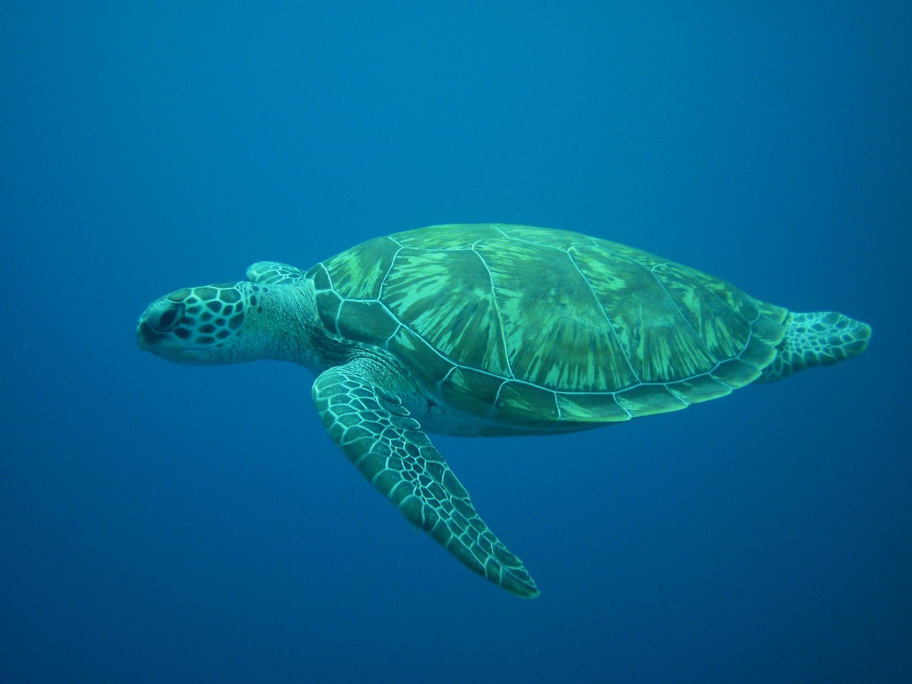 Deep Divers in a Dangerous World (Image Credits: Pixabay)