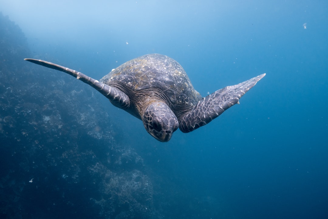 Ancient Survivors in Modern Peril (Image Credits: Unsplash)