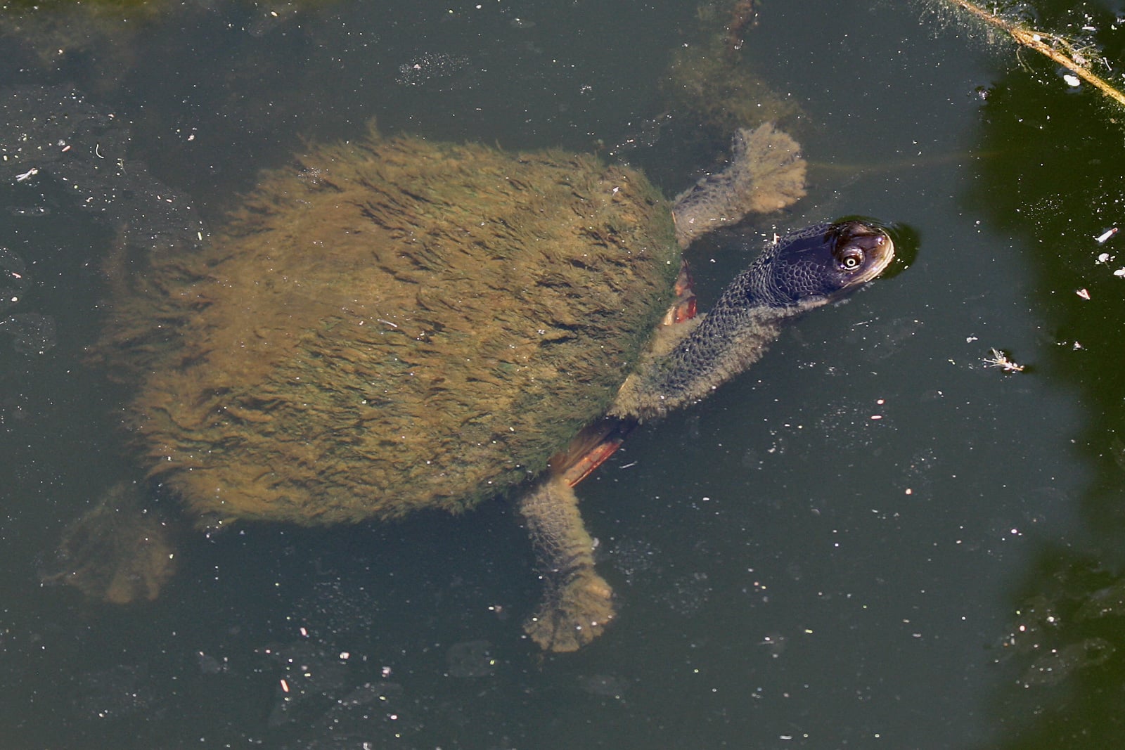 Conservation Success Stories Offer Hope (Image Credits: Wikimedia)