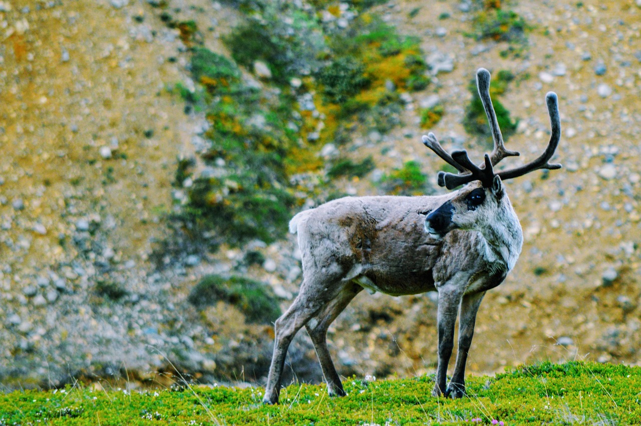 The Great Caribou Migration Spectacle (Image Credits: Pixabay)