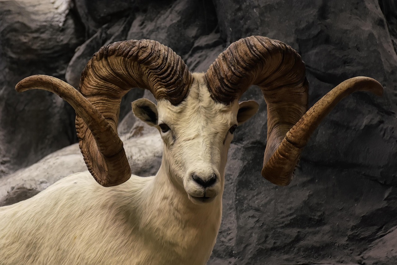 Dall Sheep: Masters of the Mountain Heights (Image Credits: Pixabay)