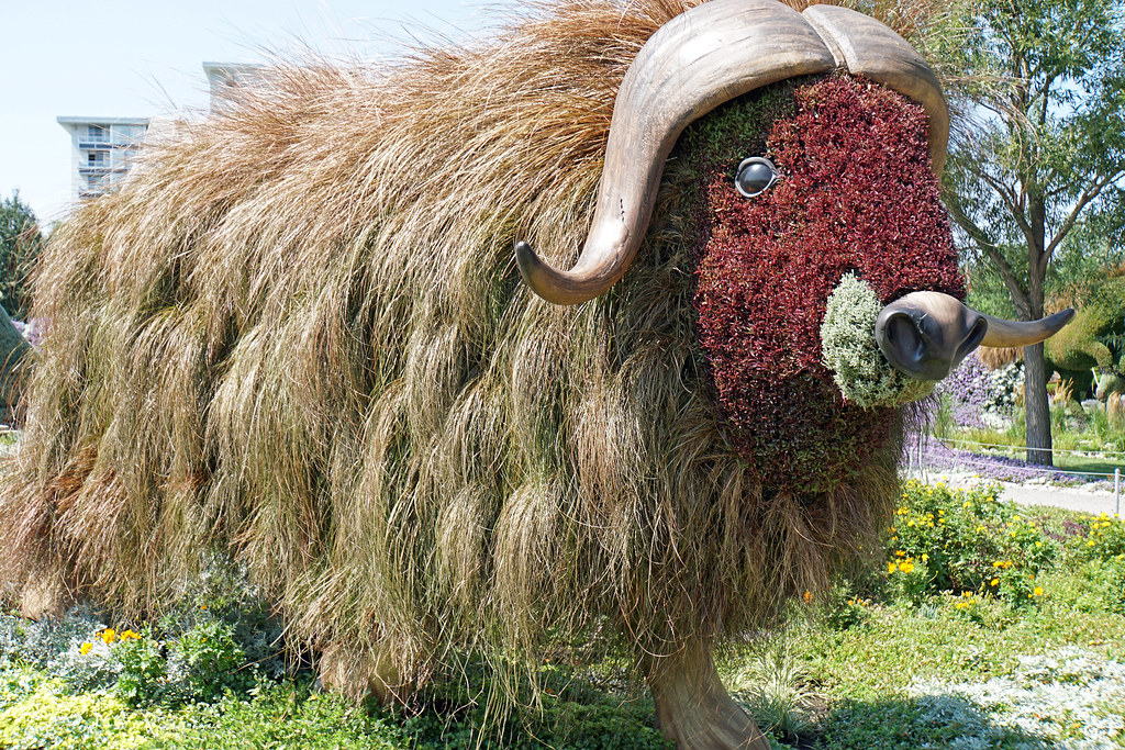 The Massive Muskoxen: Living Fortresses (Image Credits: Flickr)