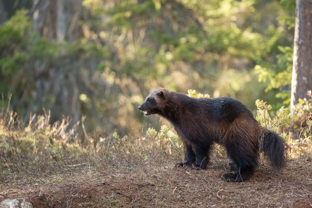 Wolverines: The Fearless Wanderers (Image Credits: Unsplash)