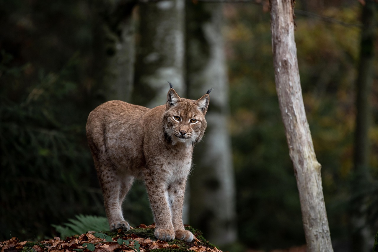 Lynx: The Elusive Cat of the Tundra (Image Credits: Pixabay)