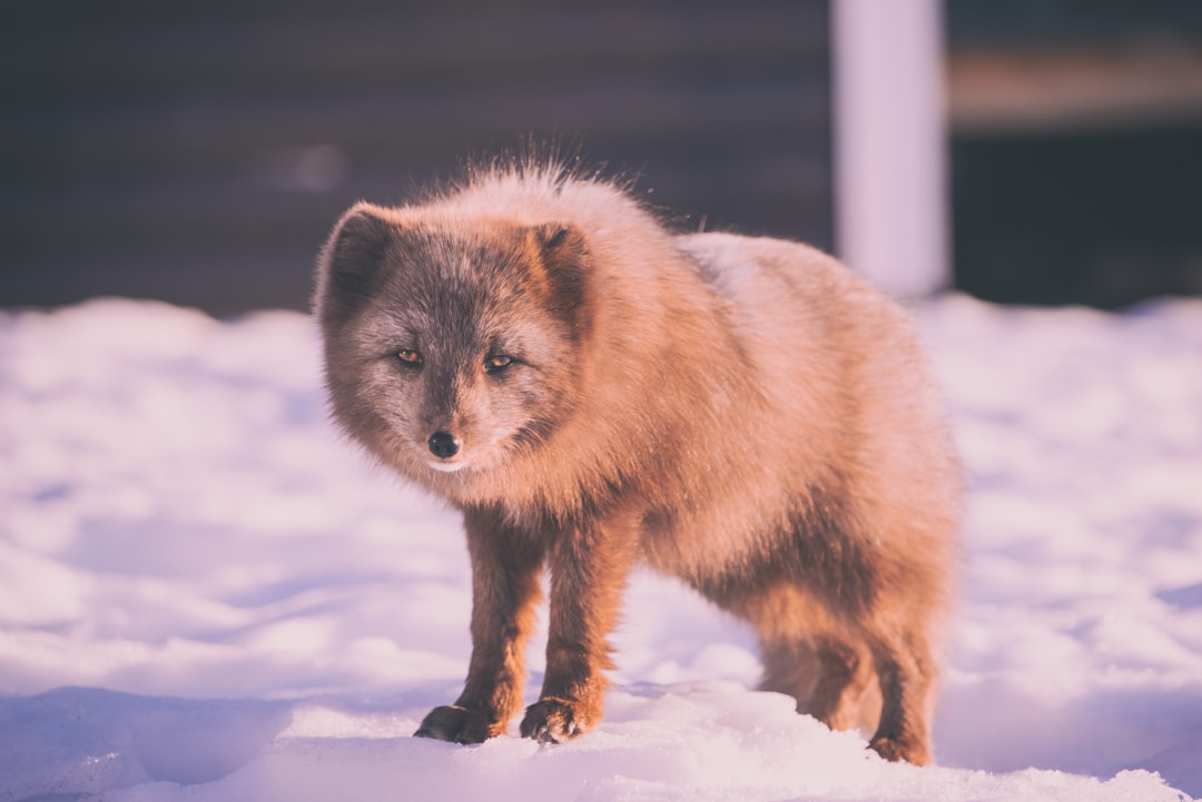 Red Fox: The Arctic Opportunist (Image Credits: Unsplash)