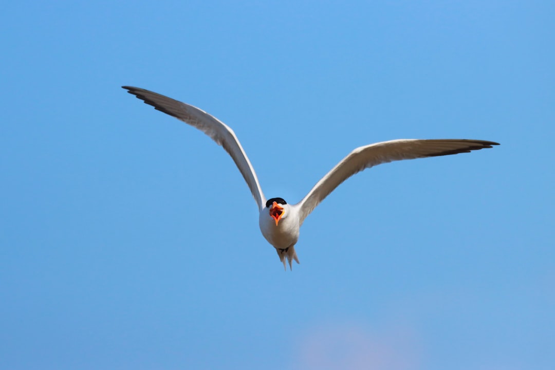 Arctic Birds: Masters of Migration (Image Credits: Unsplash)