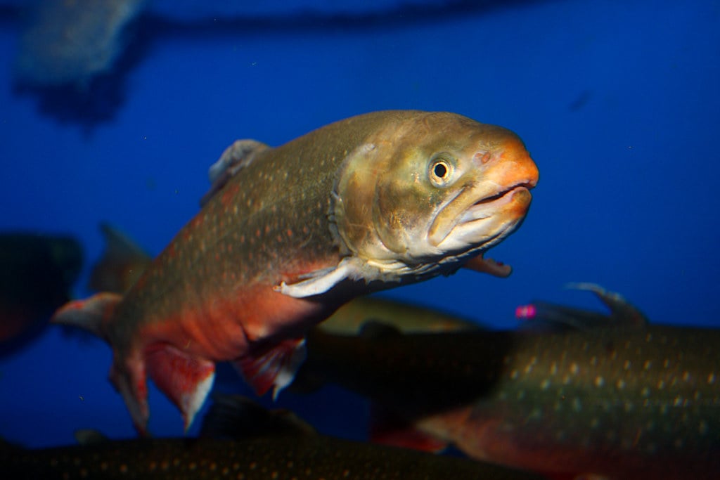 Fish: The Hidden Arctic Community (Image Credits: Flickr)