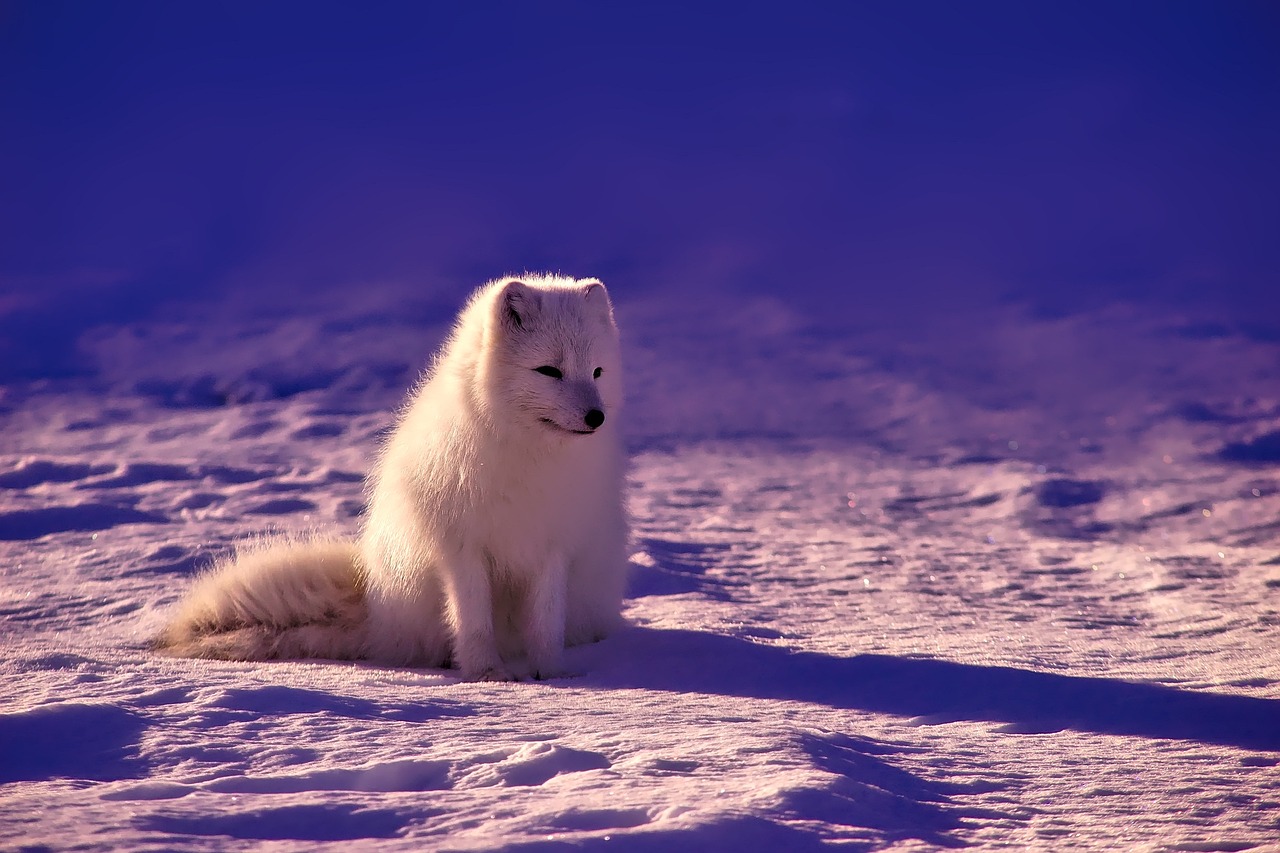 The Remarkable Adaptation Stories (Image Credits: Pixabay)