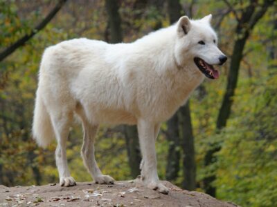 The Animals in the Remote Gates of the Arctic National Park