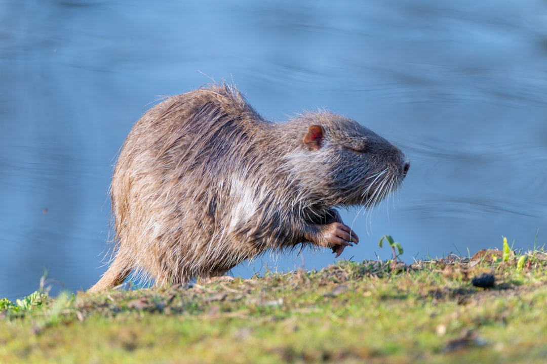The Unexpected Ecosystem Engineer (Image Credits: Unsplash)