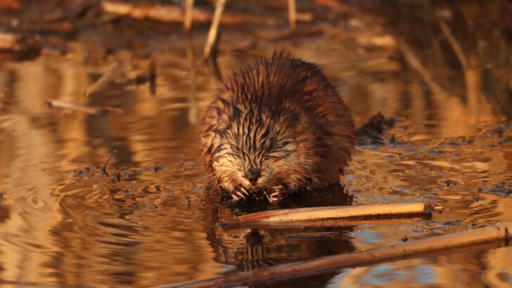 Why the Muskrat Is Being Hailed as a Hero