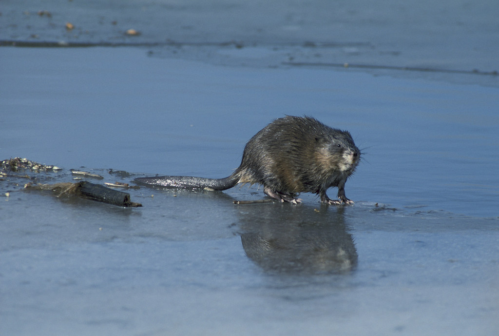 Muskrat Population Patterns as Climate Indicators (Image Credits: Flickr)