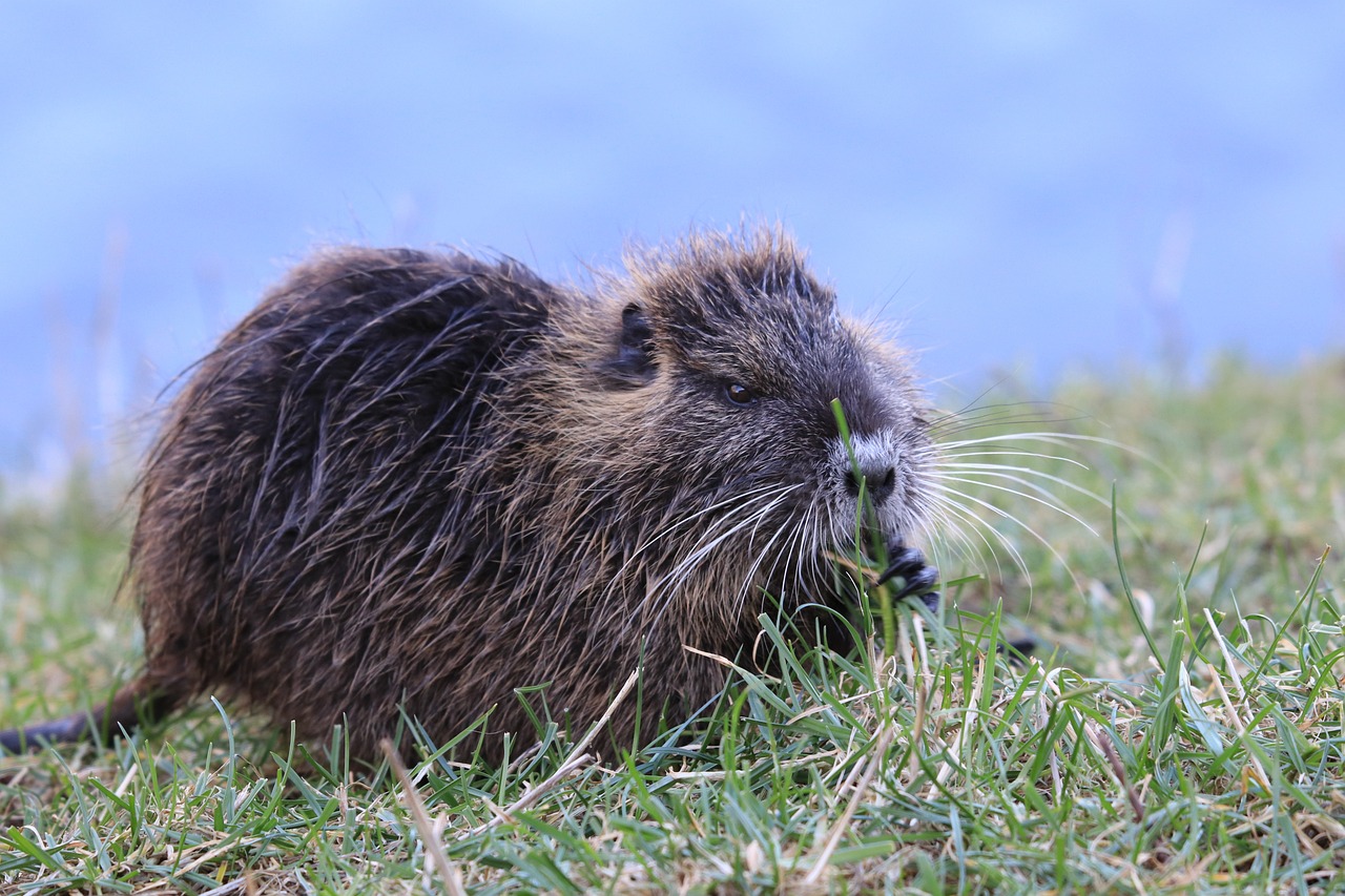 Habitat Construction Changes Signal Environmental Shifts (Image Credits: Pixabay)