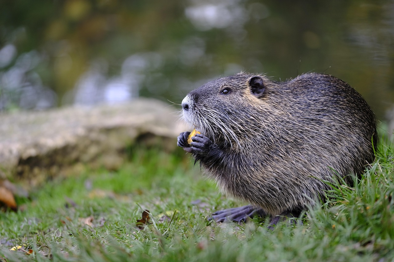 Food Web Disruption Signals Broader Climate Impacts (Image Credits: Pixabay)