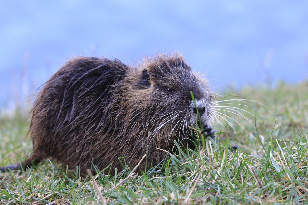 How Muskrat Behavior Can Indicate Climate Change in The Carolinas