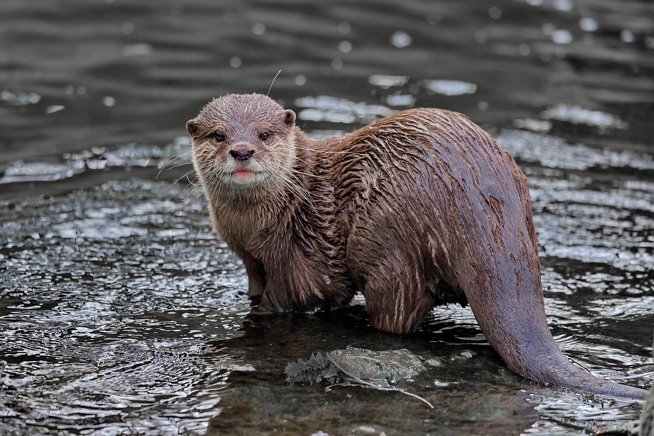 The Perfect Aquatic Predator (Image Credits: Pixabay)