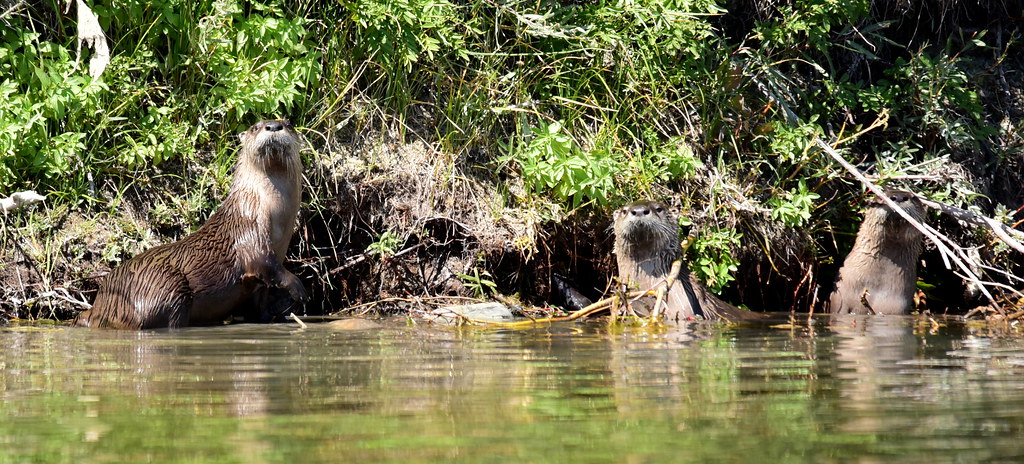 The Conservation Revolution (Image Credits: Flickr)