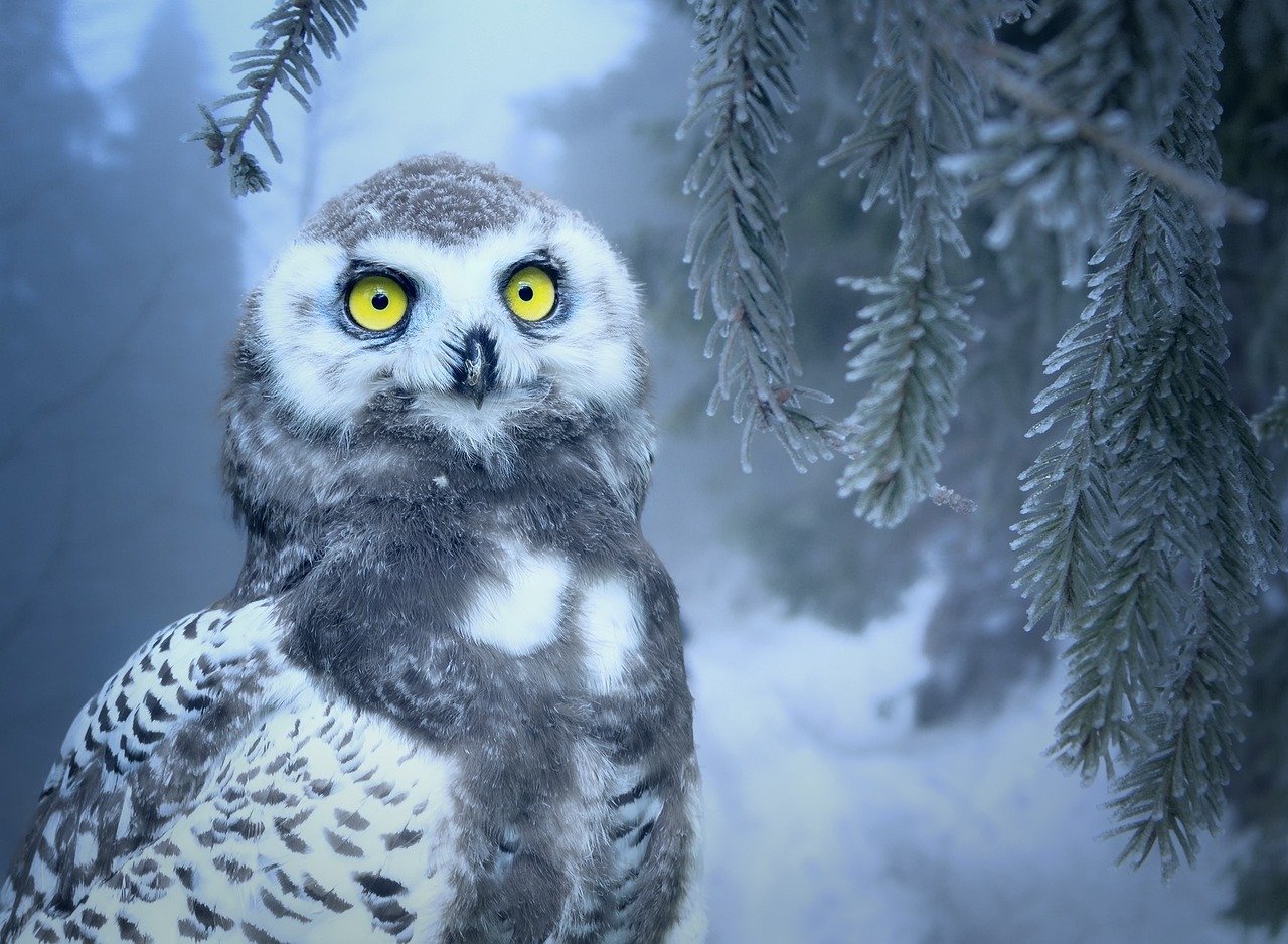 Ancient Origins: From Wisdom to Witchcraft (Image Credits: Pixabay)
