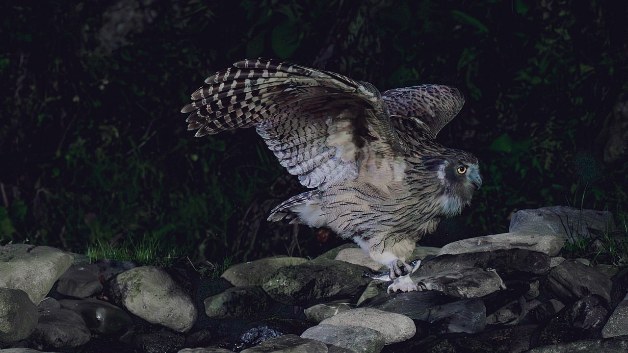 Silent Death from Above (Image Credits: Pixabay)