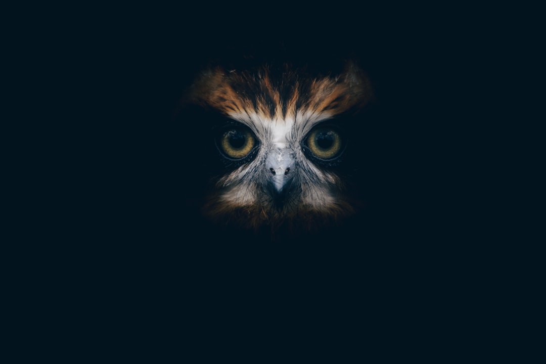Death Omens and Dark Superstitions (Image Credits: Unsplash)