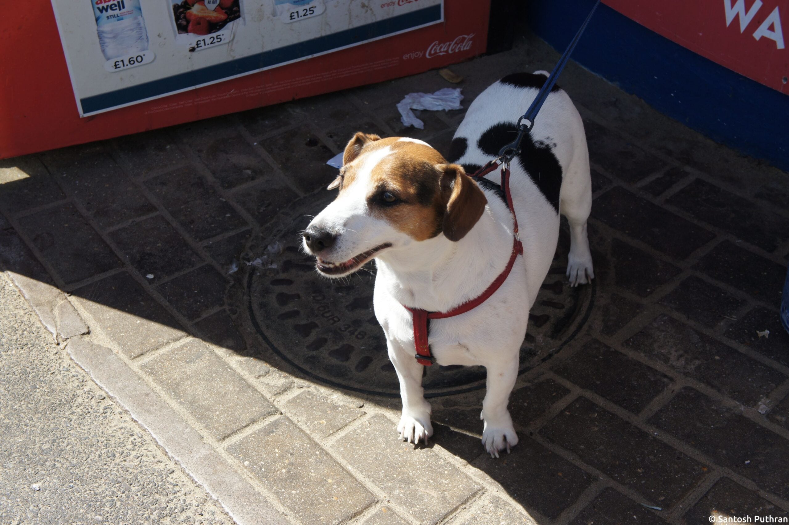 Fiery Jack Russell Terriers: Explosive Energy in Small Packages (Image Credits: Wikimedia)