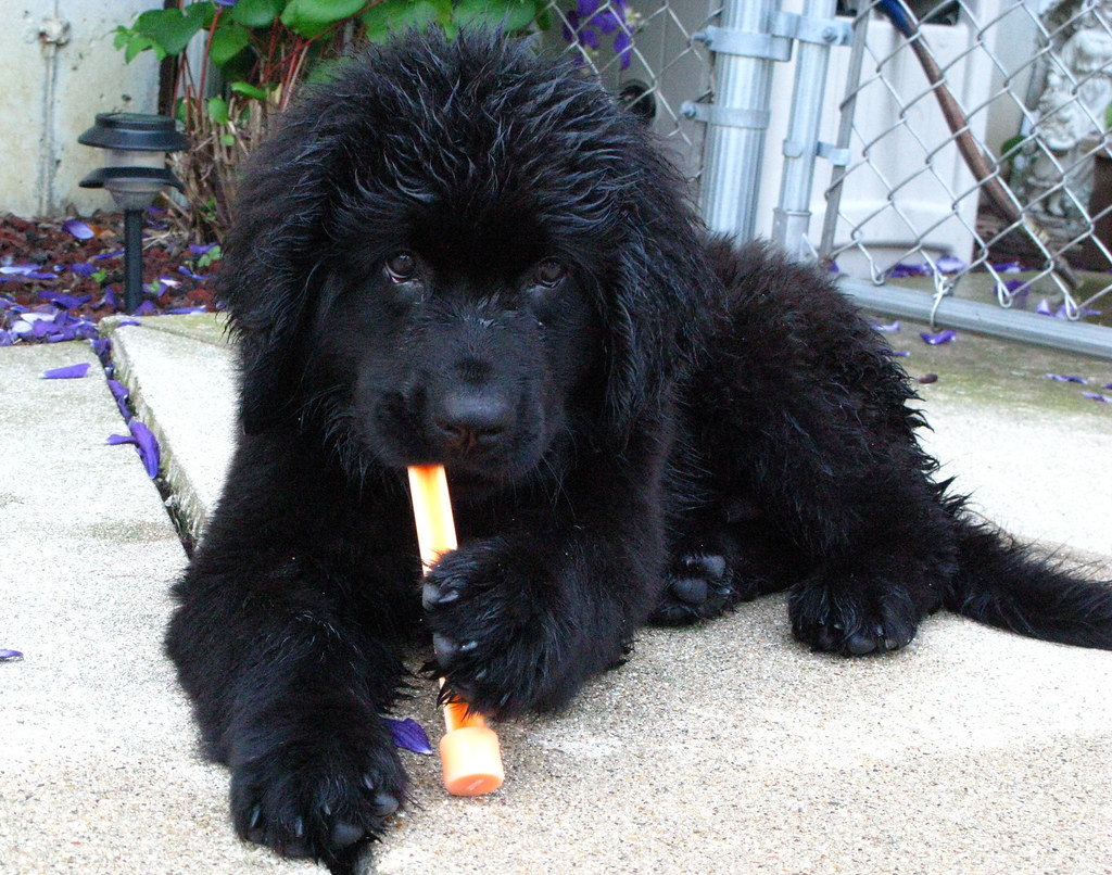 Watery Newfoundlands: Gentle Giants with Deep Souls (Image Credits: Flickr)