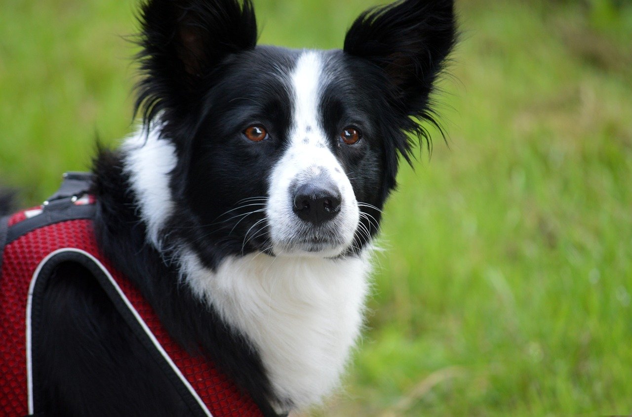 Airy Border Collies: Mental Athletes (Image Credits: Pixabay)