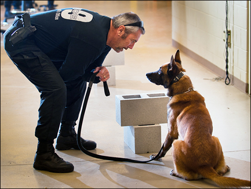 Belgian Malinois: Fire Element Intensity Personified (Image Credits: Wikimedia)
