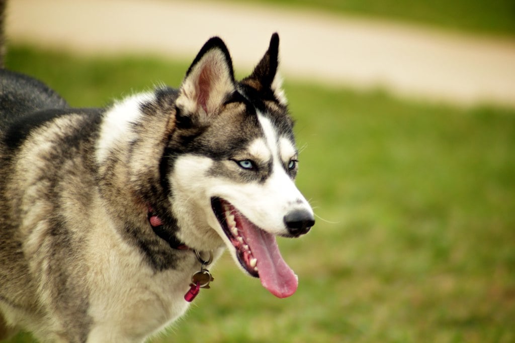 Siberian Huskies: Fire with Air Element Complexity (Image Credits: Flickr)