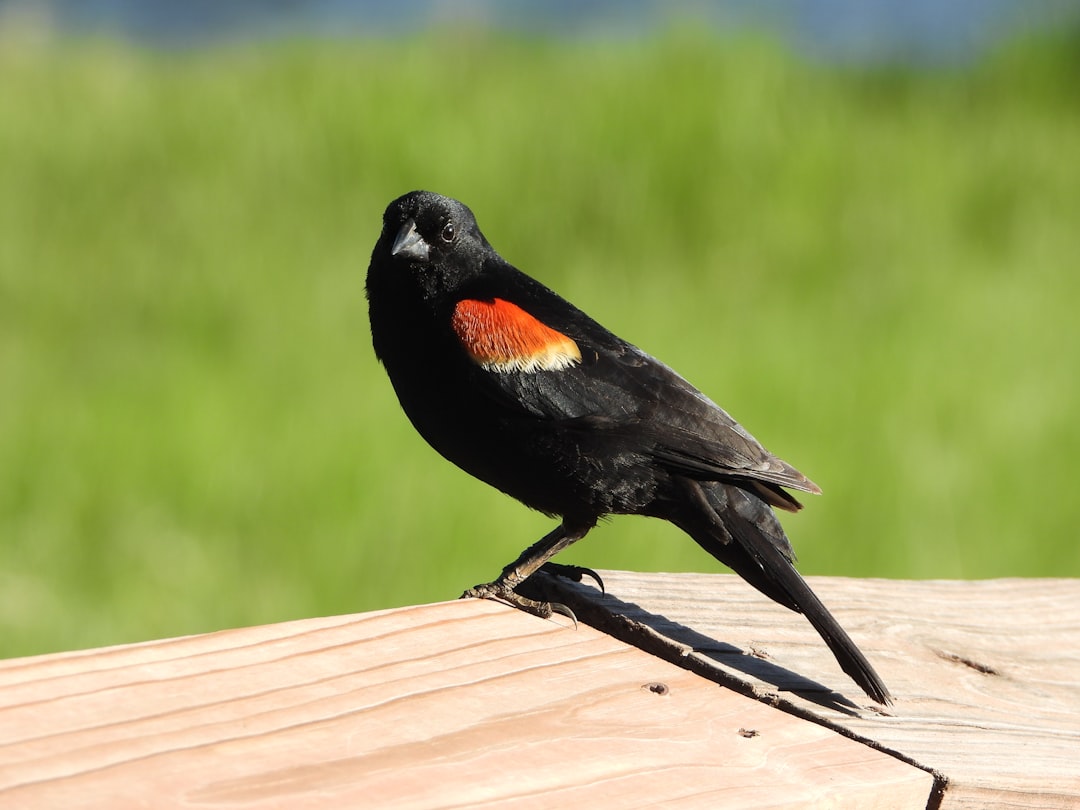 Aries: The Red-Winged Blackbird (Image Credits: Unsplash)