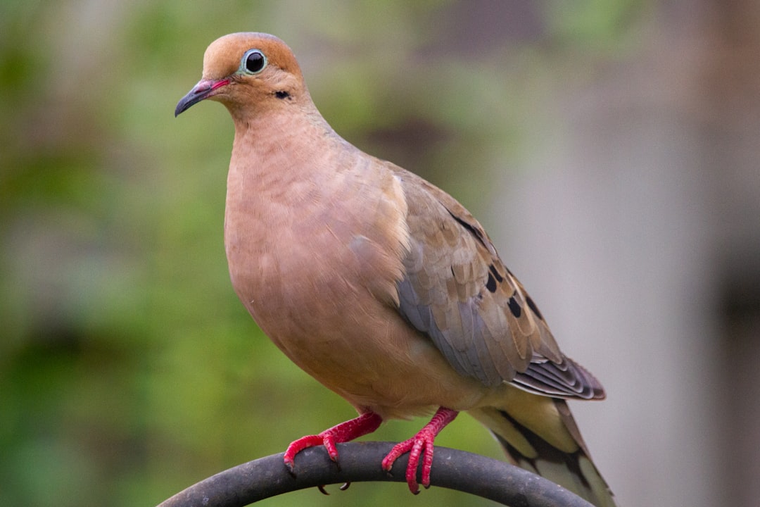 Taurus: The Mourning Dove (Image Credits: Unsplash)