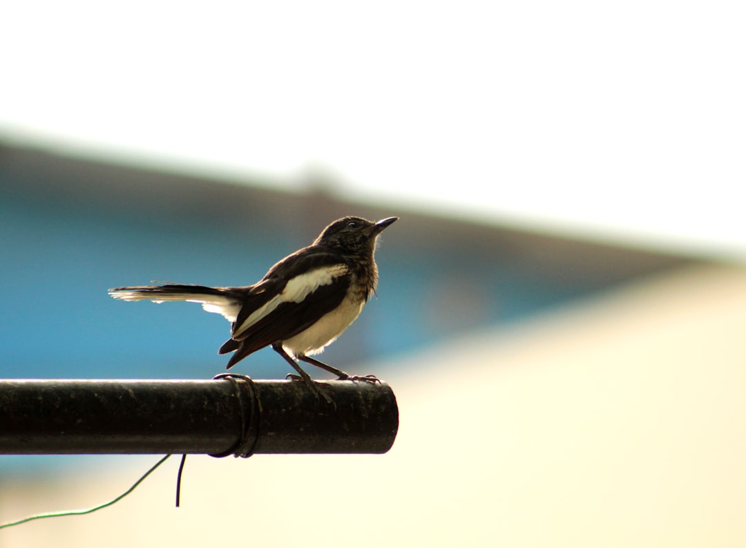Gemini: The Magpie (Image Credits: Unsplash)