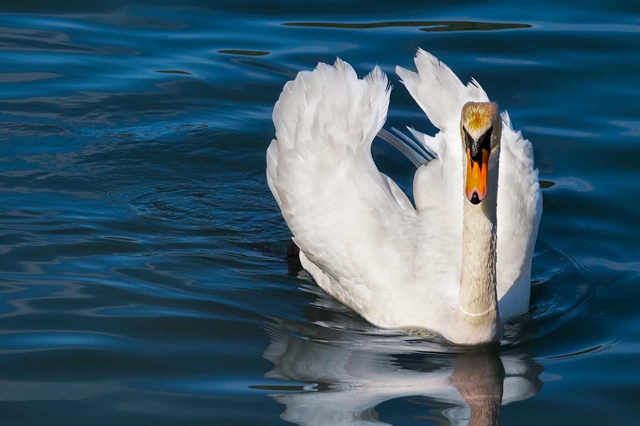 Cancer: The Swan (Image Credits: Pixabay)